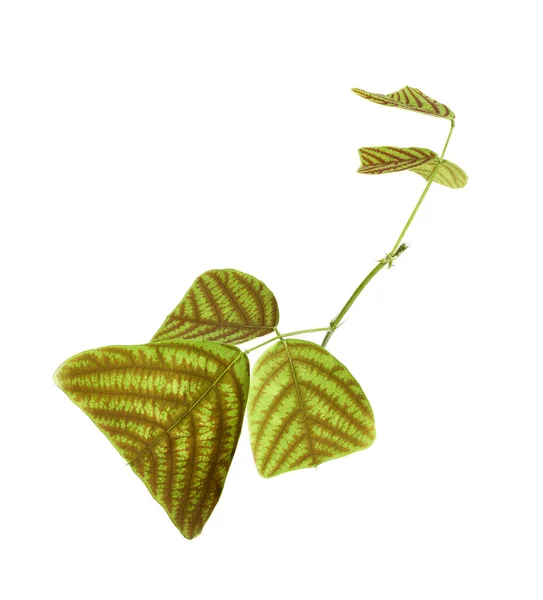 Christia Obcordata Leaves Butterfly Stripe Plant Isolated White Fone Clipping — стоковое фото