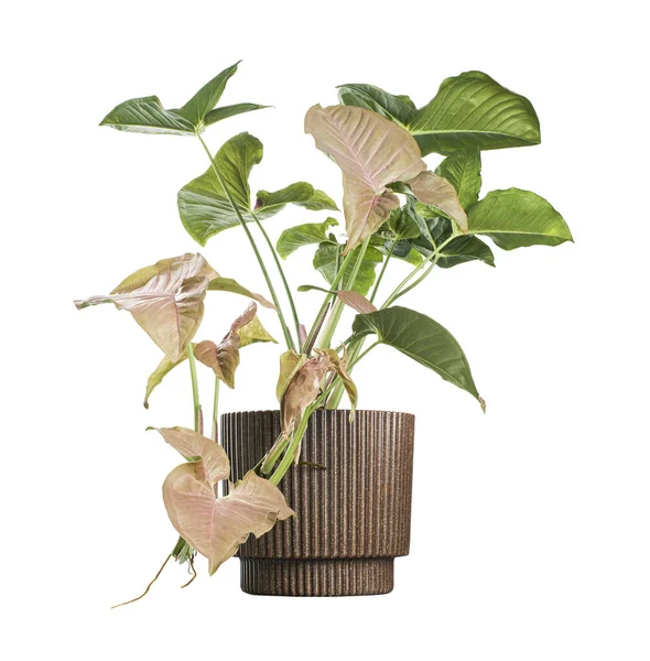 Pink Syngonium Podophyllum Pot Pink Arrowhead Shaped Arrowhead Ivy Isolated — Stock Photo, Image