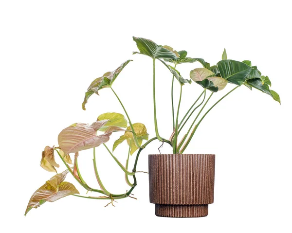 Růžový Syngonium Podophyllum Hrnci Růžová Šipka Tvaru Hrotu Šipka Ivy — Stock fotografie