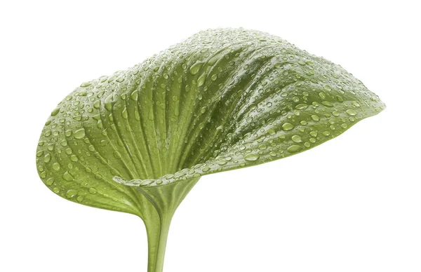 Φύλλα Κρίνου Cardwell Πράσινα Κυκλικά Φύλλα Που Απομονώνονται Λευκό Φόντο — Φωτογραφία Αρχείου