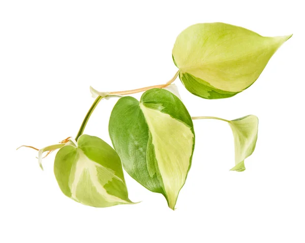 Φύλλα Philodendron Brasil Φυτό Philodendron Hederaceum Απομονωμένο Λευκό Φόντο Μονοπάτι — Φωτογραφία Αρχείου