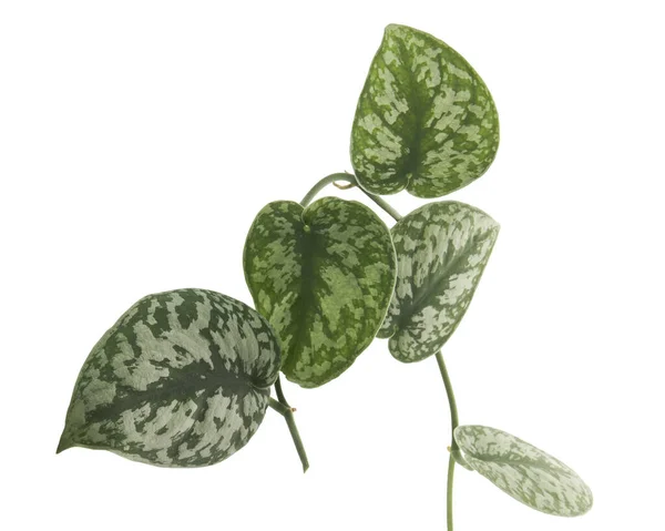 Scindapsus Pictus Φύλλα Satin Pothos Φυτό Exotic Φύλλωμα Απομονώνονται Λευκό — Φωτογραφία Αρχείου