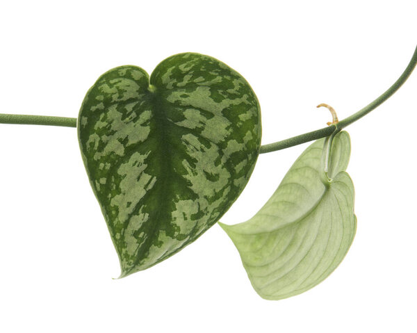 Scindapsus pictus leaves, Satin Pothos plant, Exotic foliage isolated on white background, with clipping path                              