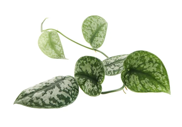 Scindapsus Pictus Leaves Satin Pothos Plant Follaje Exótico Aislado Sobre —  Fotos de Stock