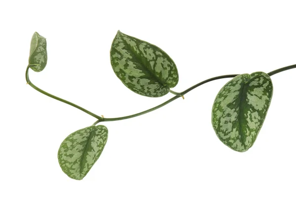 Scindapsus Pictus Bladeren Satijn Pothos Plant Exotisch Gebladerte Geïsoleerd Witte — Stockfoto