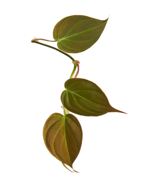 Philodendron Micans Leaves Velvet Leaf Philodendron Isoled White Background Clipping — стокове фото