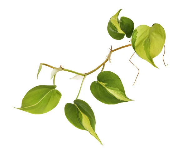 Philodendron Brasil Yaprakları Philodendron Hederaceum Bitkisi Beyaz Arka Planda Izole — Stok fotoğraf