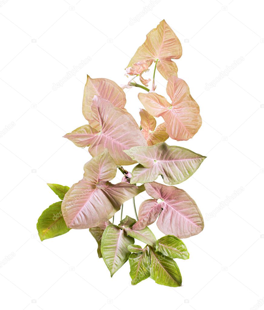 Pink Syngonium podophyllum leaves, Pink arrowhead shaped foliage, Arrowhead Ivy isolated on white background, with clipping path