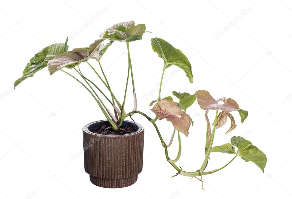 Pink Syngonium podophyllum in pot, Pink arrowhead shaped, Arrowhead Ivy isolated on white background, with clipping path