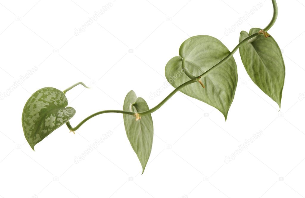 Scindapsus pictus leaves, Satin Pothos plant, Exotic foliage isolated on white background, with clipping path                              