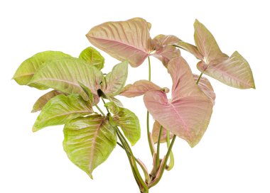 Pembe Sengonyum Podophyllum yaprakları, Pembe ok başı şekilli yapraklar, Beyaz arka planda izole edilmiş ok başı sarmaşığı, kırpma yolu