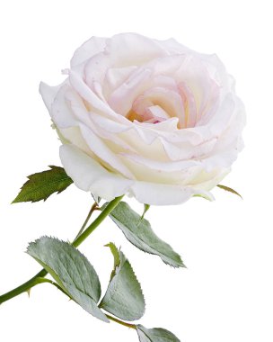 Beyaz gül çiçeği, beyaz arka planda izole gül çiçeği, kırpma yolu ile 