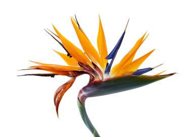 Yapraklı Strelitzia reginae çiçeği, cennet kuşu çiçeği, beyaz arka planda izole edilmiş tropik çiçek, kırpma yolu ile