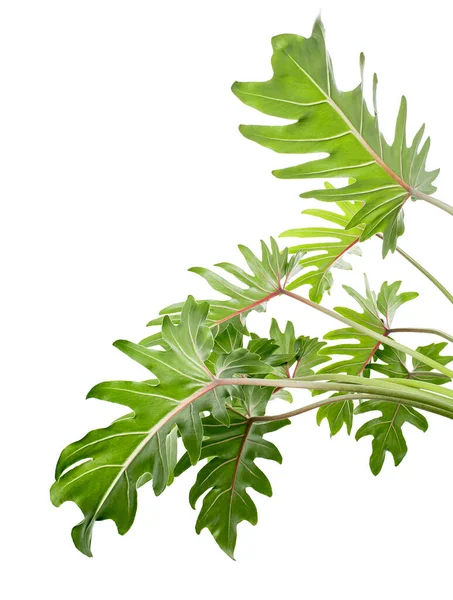 Philodendron Xanadu Xanadu Blätter Isoliert Auf Weißem Hintergrund Mit Clipping — Stockfoto