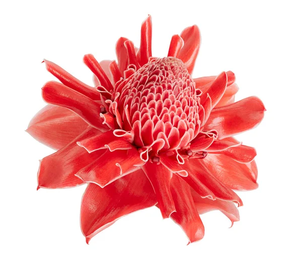 Etlingera Elatior Flor Gengibre Vermelho Tocha Isolada Fundo Branco Com — Fotografia de Stock