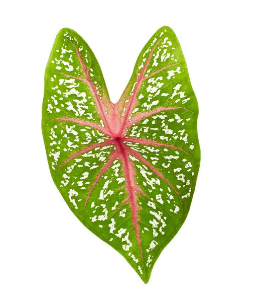 Caladium Bicolor Hearts Delight Caladium Dedaunan Caladium Terisolasi Pada Latar — Stok Foto