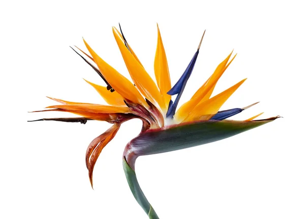 葉を持つStrelitzia Reginae花 楽園の花の鳥 白い背景に孤立した熱帯の花 クリッピングパス — ストック写真