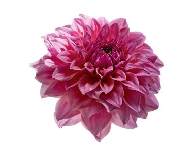 Dahlia çiçeği, Pembe yıldız çiçeği beyaz arka planda izole edilmiş, kırpma yolu ile