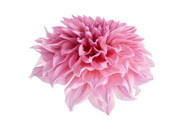 Dahlia çiçeği, Pembe yıldız çiçeği beyaz arka planda izole edilmiş, kırpma yolu ile