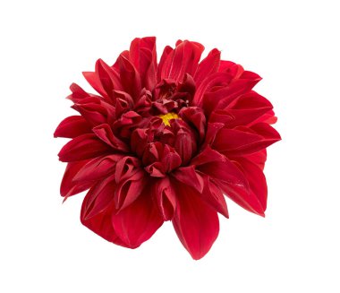 Dahlia çiçeği, kırmızı yıldız çiçeği beyaz arka planda izole edilmiş, kırpma yolu ile