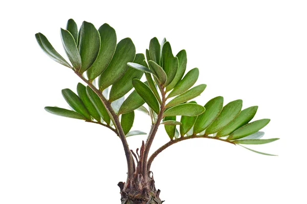 Palma Cartón Zamia Furfurfuracea Hoja Cícada Mexicana Follaje Tropical Aislado — Foto de Stock