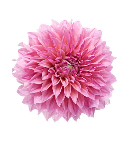 Dahlia Çiçeği Pembe Yıldız Çiçeği Beyaz Arka Planda Izole Edilmiş — Stok fotoğraf