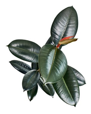 Ficus elastica burgundy yaprakları, Burgundy Lastik ağacı, kesme yolu olan beyaz arka planda izole edilmiş.