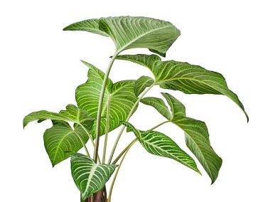 Xanthosoma Lindenii yaprağı, Caladium Lindenii yaprakları beyaz arka planda izole edilmiş, kırpma yolu ile