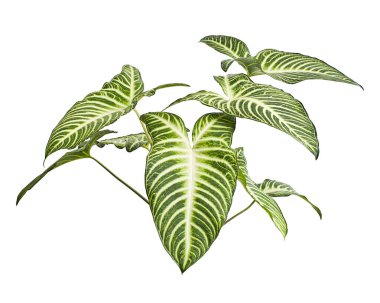 Xanthosoma Lindenii yaprağı, Caladium Lindenii yaprakları beyaz arka planda izole edilmiş, kırpma yolu ile