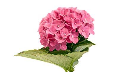Pembe ortanca çiçeği, ortanca macrophylla, beyaz arka planda izole edilmiş, kırpma yolu ile