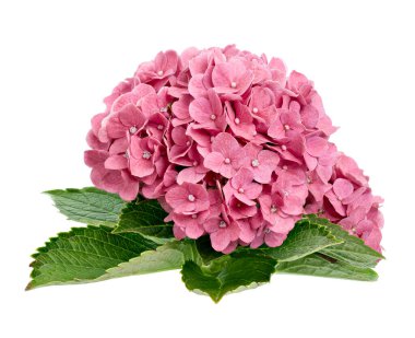 Pembe ortanca çiçeği, ortanca macrophylla, beyaz arka planda izole edilmiş, kırpma yolu ile