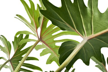 Philodendron Xanadu, Xanadu beyaz arkaplanda kırpma yolu ile izole bırakılır                          