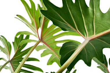 Philodendron Xanadu, Xanadu leaves  isolated on white background, with clipping path                           clipart