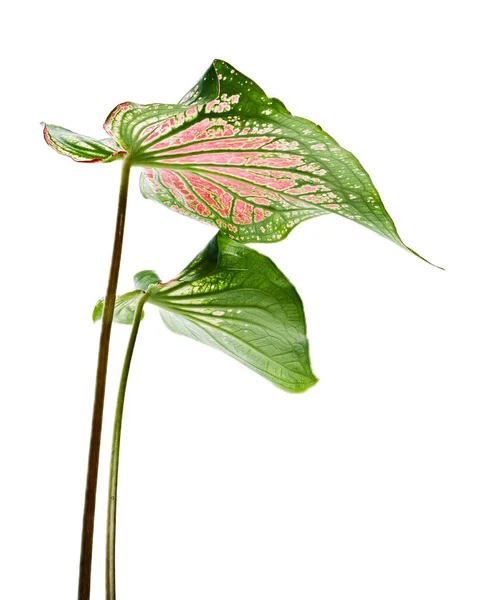 Caladium Bicolor Mit Rosa Blatt Und Grünen Adern Rosa Caladium — Stockfoto
