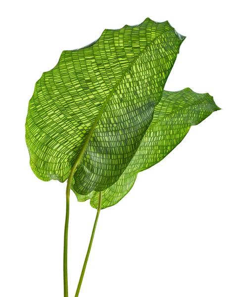 Calathea Musaica Network Plant Calathea Musaica Leaves Exotic Tropical Shrubs — Stok Foto