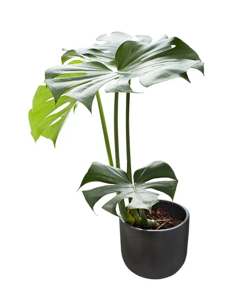 Monstera Deliciosa Leaf Swiss Cheese Plant Pot Isolated White Background — Stock Photo, Image