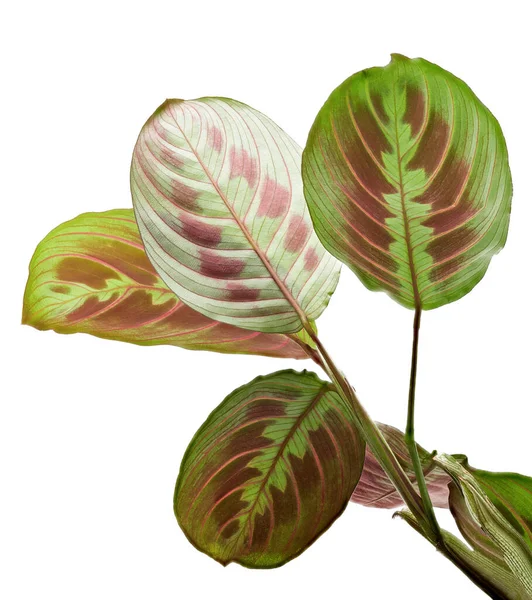 Maranta Leukoneura Blad Bönväxt Exotiska Tropiska Buskar Isolerade Vit Bakgrund — Stockfoto