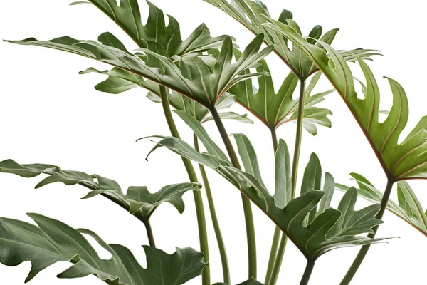 Philodendron Xanadu Xanadu Lascia Isolato Sfondo Bianco Con Percorso Ritaglio — Foto Stock