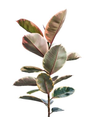 Değişik Hint Kauçuk bitkisi kesme yolu ile beyaz arkaplanda izole                                