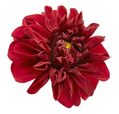 Dahlia çiçeği, kırmızı yıldız çiçeği beyaz arka planda izole edilmiş, kırpma yolu ile