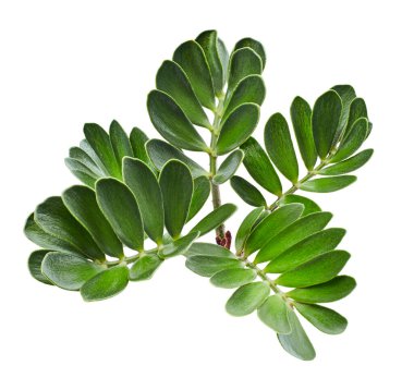 Karton palmiye ya da Zamia furfurfuracea ya da Meksika sikad yaprağı, beyaz arka planda izole tropikal yaprak, kırpma yolu ile 