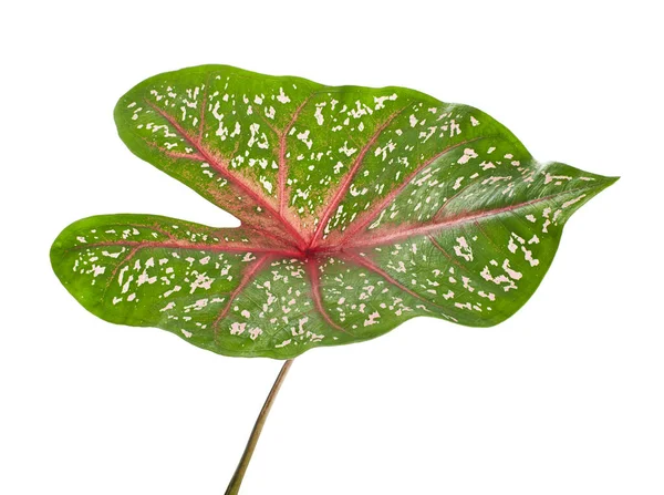 Caladium Bicolor Hearts Delight Caladium Caladium Blad Isolerad Vit Bakgrund — Stockfoto