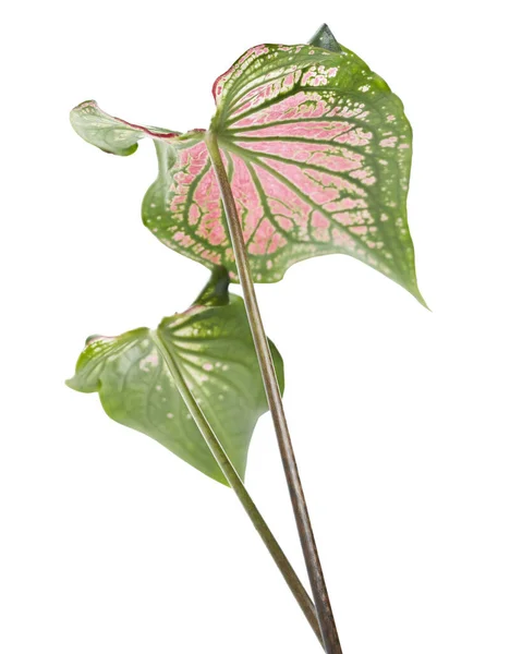 Caládio Bicolor Com Folha Rosa Veias Verdes Folhagem Pink Caladium — Fotografia de Stock