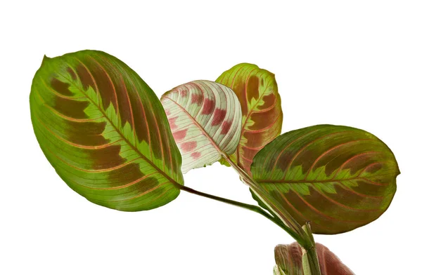 Listy Maranta Leuconeura Modlitební Rostlina Exotické Tropické Keře Izolované Bílém — Stock fotografie