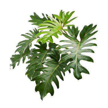 Philodendron Xanadu, Xanadu beyaz arkaplanda kırpma yolu ile izole bırakılır 
