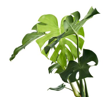 Monstera deliciosa yaprağı veya İsviçre peynir bitkisi, beyaz arka planda izole edilmiş, kırpma yolu ile