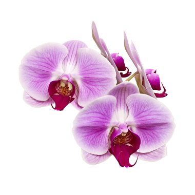 Mor orkide çiçeği, Pembe phalaenopsis (güve) orkidesi beyaz arka planda izole edilmiş, kırpma yolu ile