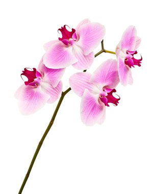 Mor orkide çiçeği, Pembe phalaenopsis (güve) orkidesi beyaz arka planda izole edilmiş, kırpma yolu ile