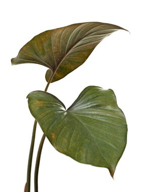 Homalomena yaprakları, koyu yeşil yapraklar beyaz arka planda izole edilmiş, kırpma yolu ile                                