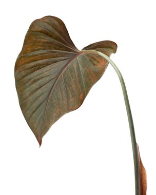 Homalomena yaprakları, koyu yeşil yapraklar beyaz arka planda izole edilmiş, kırpma yolu ile                                